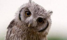 猫头鹰宠物爆料视频大全,揭秘神秘鸟类的日常生活